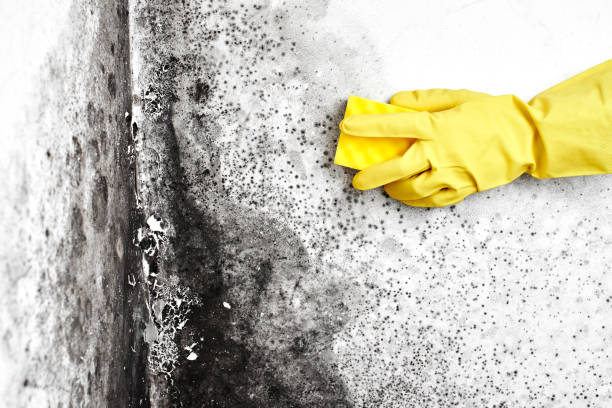 Best Residential Mold Removal  in East Peoria, IL