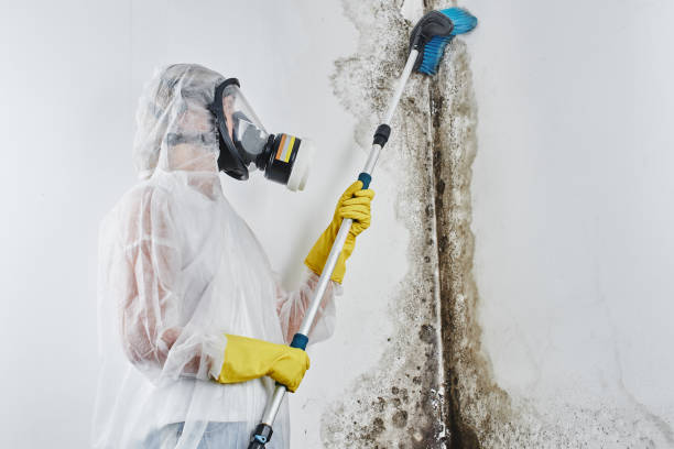 Best Mold Remediation  in East Peoria, IL