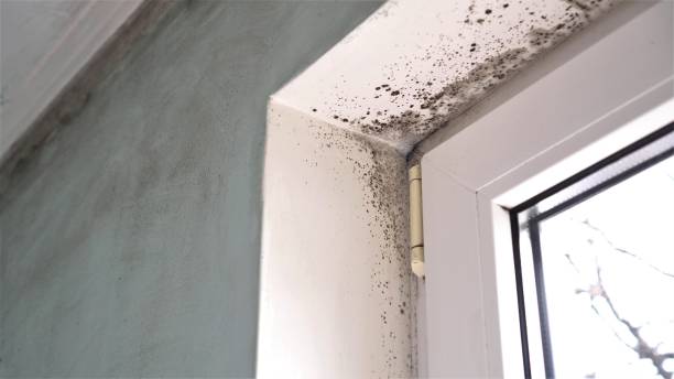 Best Mold Remediation Experts  in East Peoria, IL