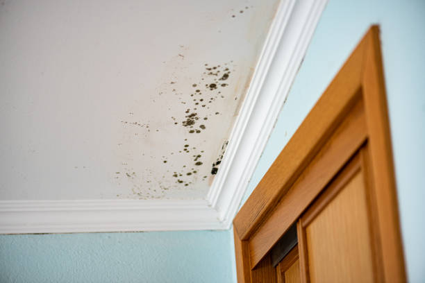 Best Home Mold Removal  in East Peoria, IL