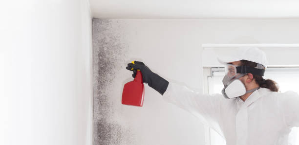 Best Attic Mold Removal  in East Peoria, IL