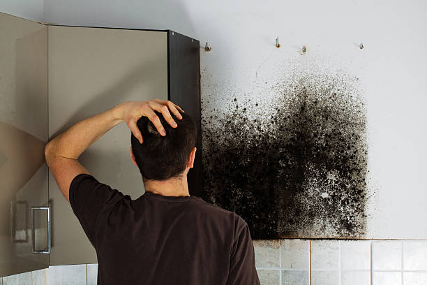 Best Home Mold Removal  in East Peoria, IL