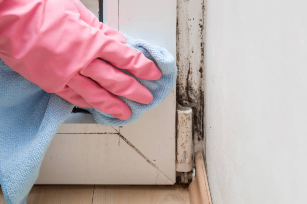 Office Mold Removal Services in East Peoria, IL